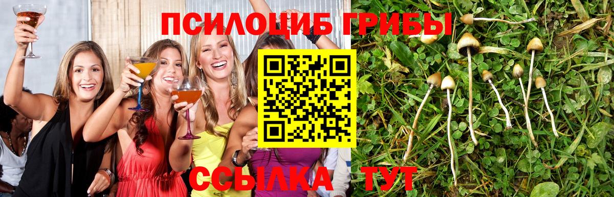 Галлюциногенные грибы Psilocybe Нефтекамск